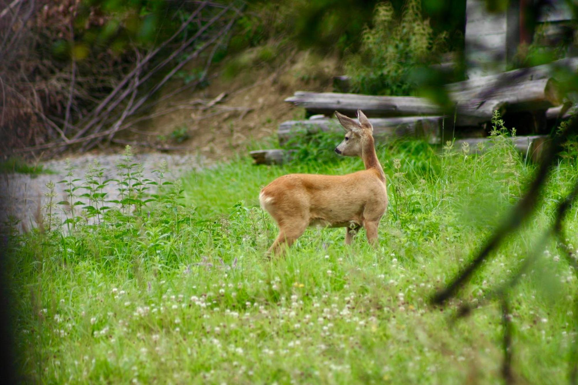 Black Deer - Z Sauna Na Tarasie, Jacuzzi I Widokiem Na Gory - By Deer Hills Luxury Apartments Kocon Екстериор снимка